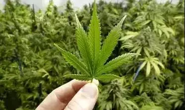 अवैध रूप से गांजा विक्रय के आरोप में चार वर्ष का कठोर कारावास