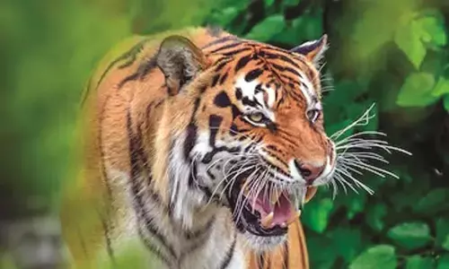 सुनाई दे रही दहाड़, पकड़ में नहीं आ रहा बाघ, खेतों में नहीं जा रहे लोग सुनाई दे रही दहाड़, पकड़ में नहीं आ रहा बाघ, खेतों में नहीं जा रहे लोग