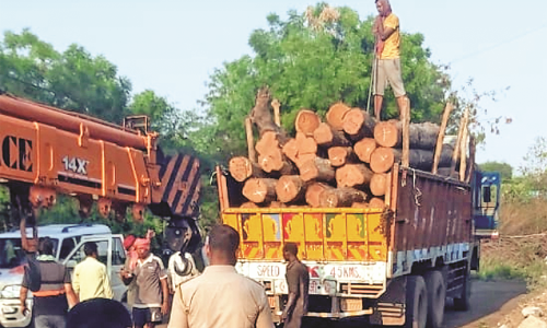 सागौन तस्करी के मामले में कर्मचारियों के लिप्त होने की गहराई आशंका