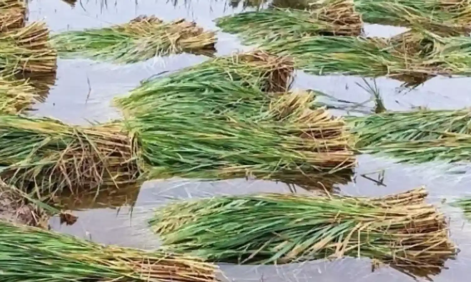 गोंदिया जिले में वन्यजीवों की दहशत के कारण नहीं हो पा रहा तेंदूपत्ता संकलन