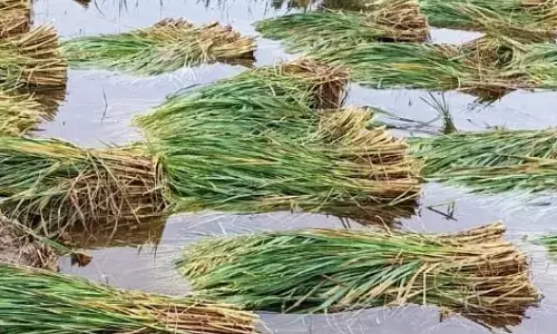 गोंदिया जिले में वन्यजीवों की दहशत के कारण नहीं हो पा रहा तेंदूपत्ता संकलन गोंदिया जिले में वन्यजीवों की दहशत के कारण नहीं हो पा रहा तेंदूपत्ता संकलन