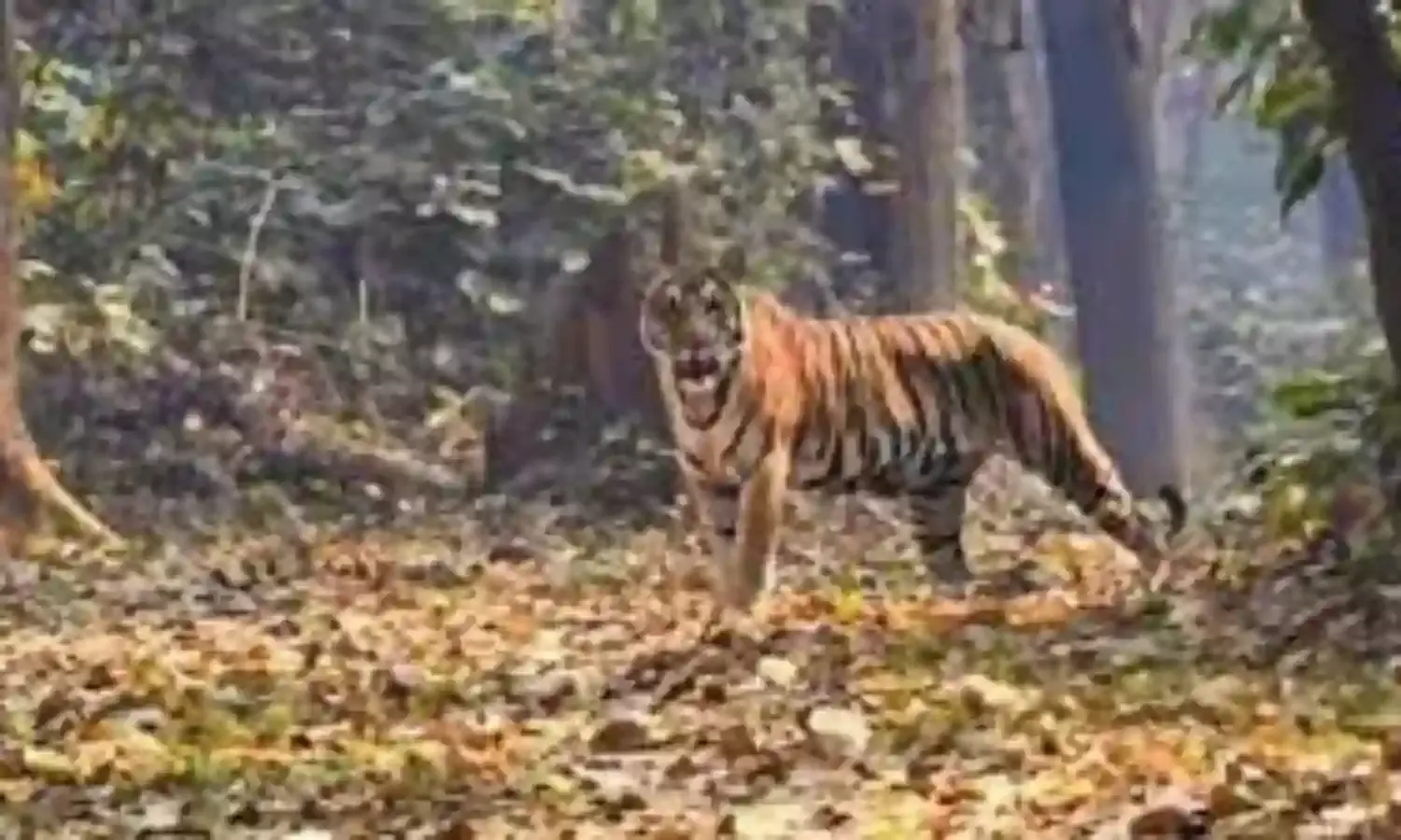 तेंदूपत्ता संकलन के लिए गया युवक हुआ बाघ का शिकार , घर से निकलने घबरा रहे लोग