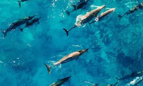 इस देश में हर साल डॉल्फिनस को उतारा जाता है मौत के घाट, 16 हजार से ज्यादा मछलियों का होता है शिकार, सरकार भी नहीं करती एतराज