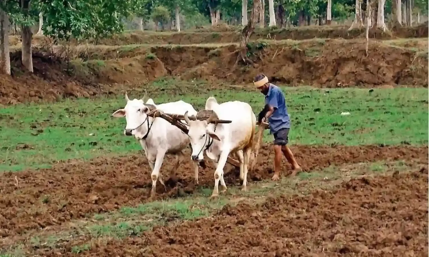 जब मिट्टी ही अच्छी नहीं होगी तो अनाज कैसे पोषक होगा