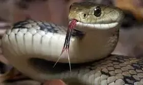 सर्पदंश से किसान और महिला की मृत्यु, खुदकुशी के मामले में युवक ने लगाई फांसी सर्पदंश से किसान और महिला की मृत्यु, खुदकुशी के मामले में युवक ने लगाई फांसी