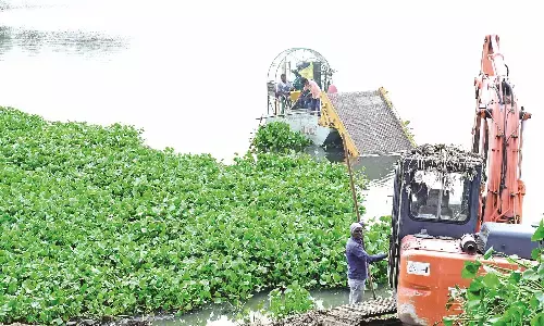 मनपा के लिए मुसीबत बनी जलकुंभी, पिछले साल जून माह में शुरू किया गया अभियान मनपा के लिए मुसीबत बनी जलकुंभी, पिछले साल जून माह में शुरू किया गया अभियान