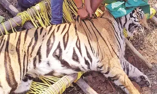 दहशत का कारण बना था, आखिरकार नयाकुंड शिवार में पकड़ा ही गया बाघ