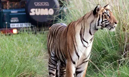 आतंक वनराज का : चंद्रपुर में चरवाहा व गड़चिरोली में महिला बनी निवाला आतंक वनराज का : चंद्रपुर में चरवाहा व गड़चिरोली में महिला बनी निवाला