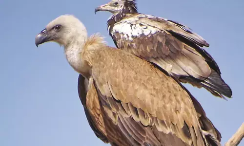 अब सैटेलाइट टैग लगाकर उड़ान भरेंगे पेंच व ताड़ोबा में गिद्ध अब सैटेलाइट टैग लगाकर उड़ान भरेंगे पेंच व ताड़ोबा में गिद्ध
