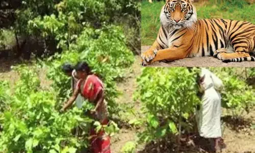 बाघ की दहशत से 6 गांव के लोगों ने तेंदूपत्ता संकलन से मोड़ा मुंह