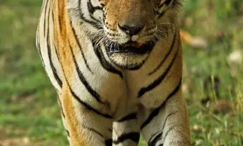 तेंदुओं के साथ जबलपुर के जंगलों में बढ़ेगा बाघों का कुनबा तेंदुओं के साथ जबलपुर के जंगलों में बढ़ेगा बाघों का कुनबा