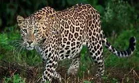 तेंदूपत्ता संकलन के लिए गई महिला पर तेंदुए ने किया हमला, मौके पर ही मौत तेंदूपत्ता संकलन के लिए गई महिला पर तेंदुए ने किया हमला, मौके पर ही मौत