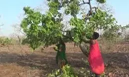 तेंदूपत्ता की खोज में निर्धारित जगह से आगे जा रहे मजदूरों की जान संकट में