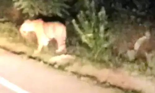 चिमूर-वरोरा मार्ग पर घूमते नजर आए वनराज , सोशल मीडिया पर वायरल हुआ वीडियो