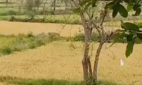 भंडारा के धनेगांव के खेतों के आसपास भटक रहा बाघ , देखने के लिए जमा हुई भीड़