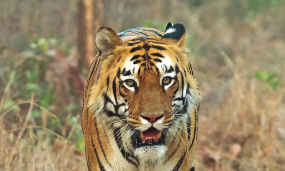 जंगल सफारी हुई सस्ती, लेकिन - 10 महीने से सूर्या-द बॉस है गायब, कहां है वो जंगल सफारी हुई सस्ती, लेकिन - 10 महीने से सूर्या-द बॉस है गायब, कहां है वो