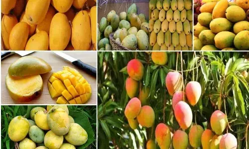 गड़चिरोली का कलेक्टर हुआ पुराना, लो अब तो बढ़ने लगी है बेवकूफ की दीवानगी गड़चिरोली का कलेक्टर हुआ पुराना, लो अब तो बढ़ने लगी है बेवकूफ की दीवानगी