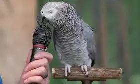 सोशल मीडिया पर वायरल हो रहा आइंस्टाइन तोते का वीडियो , हर सवाल का सही जवाब सुनकर यूजर्स का घूमा दिमाग