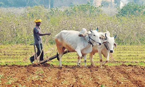 खरीफ के लिए 24,820 हेक्टेयर में बुआई का नियोजन, धान-कपास का बढ़ेगा क्षेत्रफल