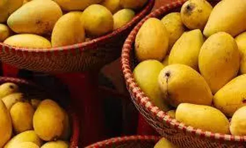 फलों के राजा पर केमिकल का ग्रहण, सेहत से खिलवाड़ करनेवालों की खैर नहीं