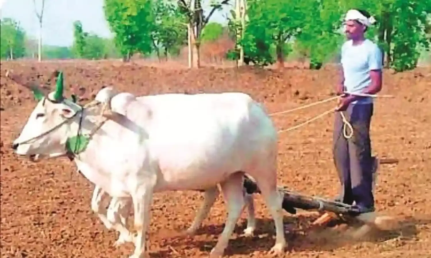 वर्धा-यवतमाल के कई हिस्सों में जमकर बरसे मेघ, नई उम्मीद के साथ काम में जुटे किसान