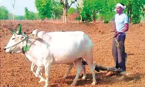 वर्धा-यवतमाल के कई हिस्सों में जमकर बरसे मेघ, नई उम्मीद के साथ काम में जुटे किसान वर्धा-यवतमाल के कई हिस्सों में जमकर बरसे मेघ, नई उम्मीद के साथ काम में जुटे किसान