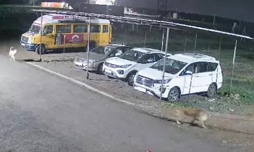 अब हनुमान गढ़ी - कंवरधाम परिसर में नजर आया तेंदुआ, श्वान का किया शिकार अब हनुमान गढ़ी - कंवरधाम परिसर में नजर आया तेंदुआ, श्वान का किया शिकार