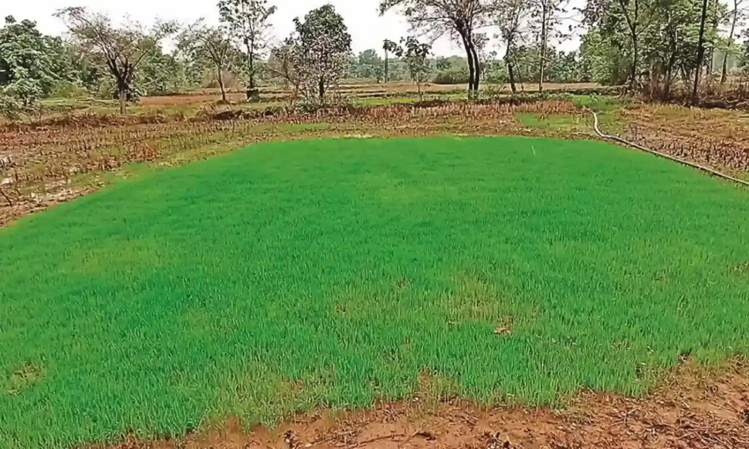 गोंदिया में इस वर्ष 2 लाख हेक्टेयर क्षेत्र में लगायी जाएगी खरीफ की फसल