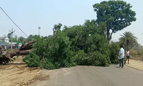 फोरलेन के लिए कटना शुरु हुए हरे-भरे पेड़