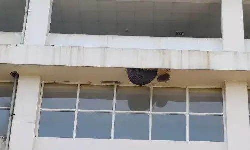 जिला अस्पताल में मधुमक्खियों का आतंक बरकरार, दो दिनों में दो बार बिफराई मक्खियां, प्रबंधन नहीं दे रहा ध्यान जिला अस्पताल में मधुमक्खियों का आतंक बरकरार, दो दिनों में दो बार बिफराई मक्खियां, प्रबंधन नहीं दे रहा ध्यान