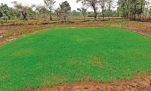 गोंदिया में इस वर्ष 2 लाख हेक्टेयर क्षेत्र में लगायी जाएगी खरीफ की फसल