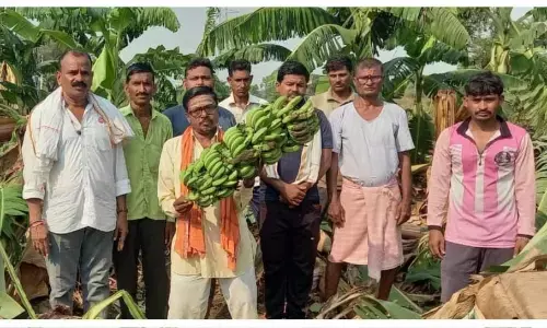 यवतमाल में गूंज और मालकिन्ही में आंधी और बारिश से केले की फसल तबाह