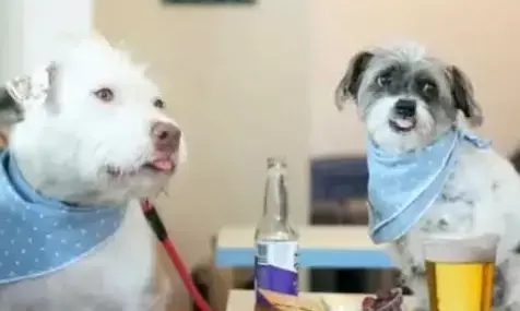 अमेरिका में कुत्तों के कैफे को बंद होने से बचाने के लिए लोगों ने खर्च करे 2 करोड़ रुपये, जानिए क्या है वजह अमेरिका में कुत्तों के कैफे को बंद होने से बचाने के लिए लोगों ने खर्च करे 2 करोड़ रुपये, जानिए क्या है वजह