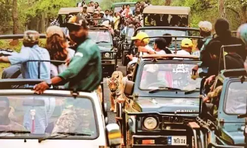 बाघिन के मार्ग में बाधा निर्माण करने वाले 10 जिप्सी ड्राइवर, गाइड निलंबित बाघिन के मार्ग में बाधा निर्माण करने वाले 10 जिप्सी ड्राइवर, गाइड निलंबित