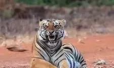 एक और महिला हुई बाघ का शिकार ,तेंदूपत्ता तोड़ते समय बाघ ने किया हमला एक और महिला हुई बाघ का शिकार ,तेंदूपत्ता तोड़ते समय बाघ ने किया हमला