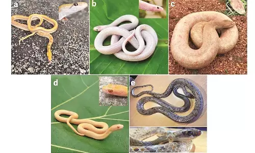 नागपुर शहर में मिले 5 सांपों की अंतर्राष्ट्रीय स्तर पर चर्चा नागपुर शहर में मिले 5 सांपों की अंतर्राष्ट्रीय स्तर पर चर्चा