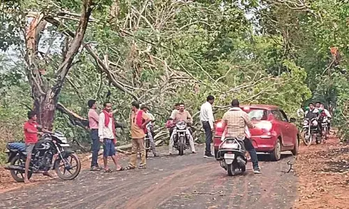 गोबरवाही क्षेत्र में आंधी के साथ हल्की बूंदाबांदी, साकोली तहसील में कई पेड़ धराशायी