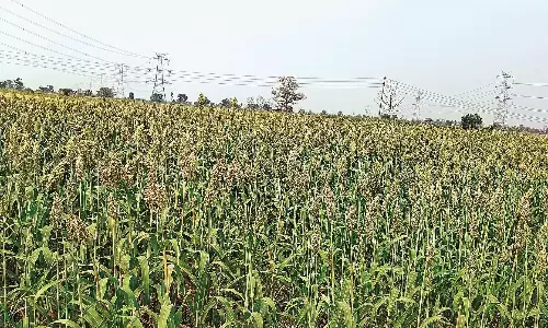 बारदाना न होने से अटकी ज्वार खरीदी, किसानों ने जल्द शुरू करने की मांग की