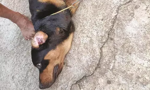 साकोली की प्रगति कॉलोनी में देखा गया तेंदुआ, पालतु श्वान को किया था घायल साकोली की प्रगति कॉलोनी में देखा गया तेंदुआ, पालतु श्वान को किया था घायल