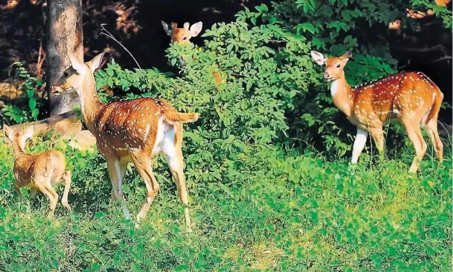 डामर के ड्रम में घुसा लकड़बग्घा, सड़क से चिपका