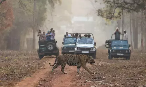 ताड़ोबा के बफर जोन में नियमों की उड़ रही धज्जियां , उत्पात मचा रही जिप्सियां !