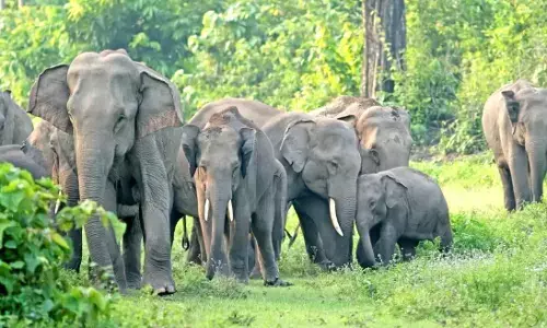 अब कवड़ीकसा के जंगल में हाथियों ने जमाया डेरा , सहमे हुए हैं क्षेत्र के लोग