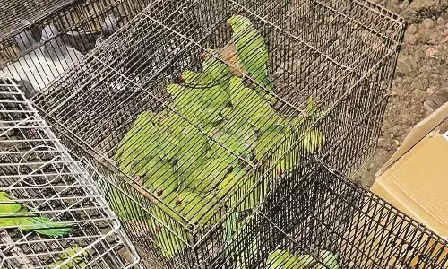 विश्व तोता दिवस पर उपराजधानी में छापामार कार्रवाई, मोतीबाग में पकड़े गए 43 तोते विश्व तोता दिवस पर उपराजधानी में छापामार कार्रवाई, मोतीबाग में पकड़े गए 43 तोते