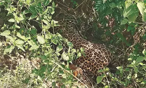 नाली में मिला तेंदुए का शव, देखते ही गांव वालों ने विभाग को दी जानकारी नाली में मिला तेंदुए का शव, देखते ही गांव वालों ने विभाग को दी जानकारी