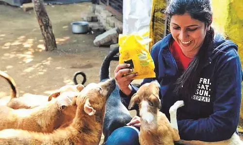 जानवरों के भी होते हैं कानूनी अधिकार, प्रताड़ित करने पर हो सकती है सजा