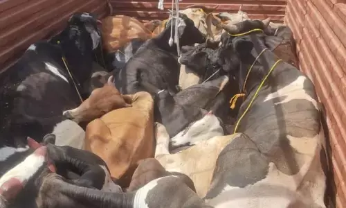 दो ट्रकों से 35 मवेशी बरामद, दो आरोपी गिरफ्तार, लखनादौन और आदेगांव पुलिस ने की कार्रवाई दो ट्रकों से 35 मवेशी बरामद, दो आरोपी गिरफ्तार, लखनादौन और आदेगांव पुलिस ने की कार्रवाई