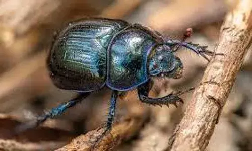 इंसान और पशुओं की मौत का सही समय बताने वाले कीट की नई प्रजाति खोजी