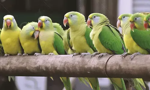 तोता पालने पर लग सकता है जुर्माना, हो सकती है सख्त कार्रवाई भी तोता पालने पर लग सकता है जुर्माना, हो सकती है सख्त कार्रवाई भी