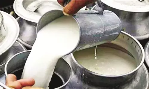 सालभर में लिए दूध के सिर्फ 106 सैंपल 21 सैंपल की अभी भी रिपोर्ट आना बाकी सालभर में लिए दूध के सिर्फ 106 सैंपल 21 सैंपल की अभी भी रिपोर्ट आना बाकी