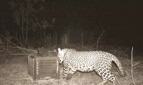 बिछड़े शावक को मां से मिलाने जंगल में रातभर चला रेस्क्यू ऑपरेशन